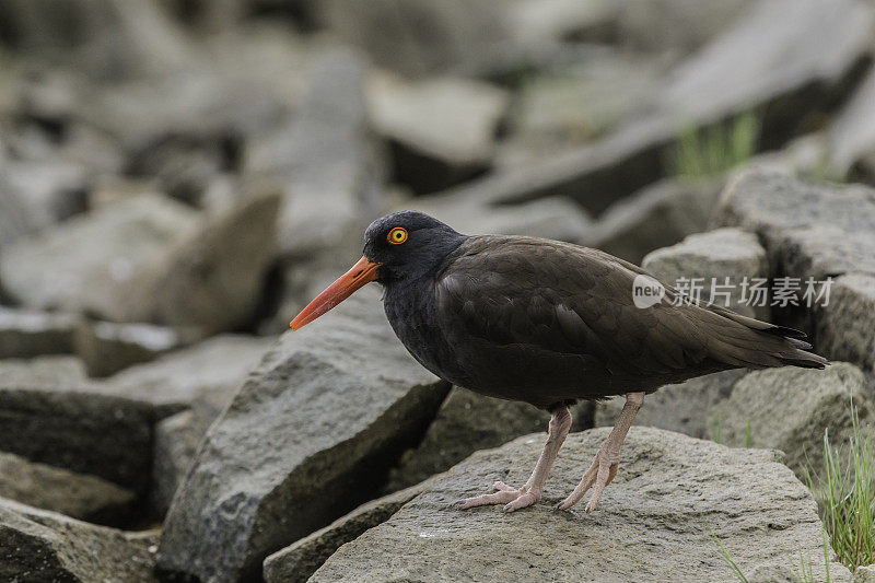 黑蛎鹬(Haematopus bachmani)是一种在北美西部海岸线上发现的引人注目的黑色鸟类